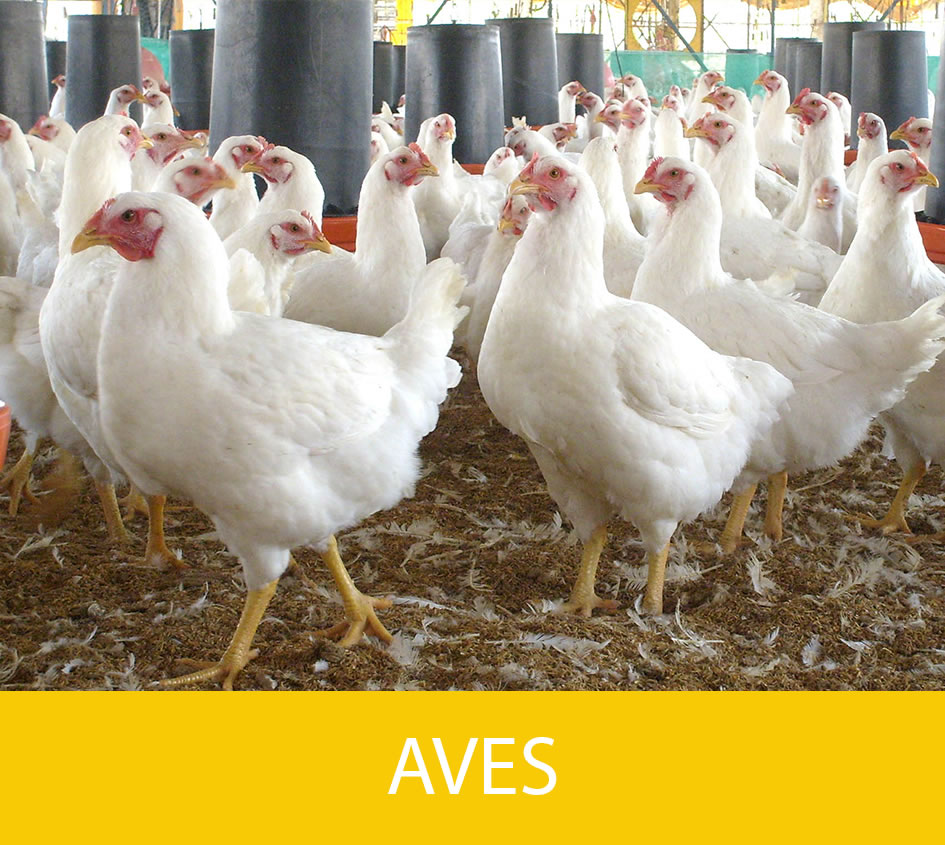 Productos aves